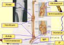관절 의학용어 파워포인트 발표자료  Articular System  26페이지