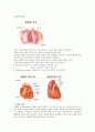 심장의 구조와 기능 2페이지