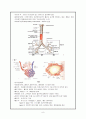 성인간호학 레포트- 호흡기 구조 및 기능 9페이지