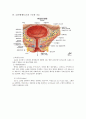 성인간호학레포트-신장,남성비뇨기계 구조와 기능 7페이지