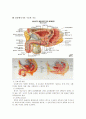 성인간호학레포트-신장,남성비뇨기계 구조와 기능 8페이지