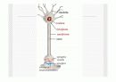 [담배] 흡연,금연, 니코틴 중독 관련 교육,발표 ppt 파워포인트 자료  46페이지