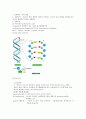 생화학실험 DNA 정량 온도에 따른 변화 1페이지
