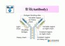 ELISA에 대해 13페이지