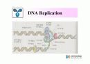 DNA Polymerase (DNA 중합효소) 4페이지