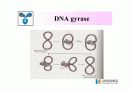 DNA Polymerase (DNA 중합효소) 5페이지
