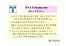 DNA Polymerase (DNA 중합효소) 8페이지