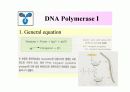 DNA Polymerase (DNA 중합효소) 9페이지
