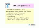 DNA Polymerase (DNA 중합효소) 11페이지
