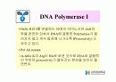 DNA Polymerase (DNA 중합효소) 13페이지