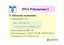 DNA Polymerase (DNA 중합효소) 15페이지