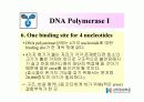 DNA Polymerase (DNA 중합효소) 16페이지