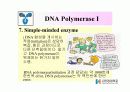 DNA Polymerase (DNA 중합효소) 17페이지