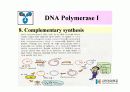 DNA Polymerase (DNA 중합효소) 18페이지