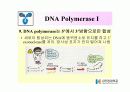 DNA Polymerase (DNA 중합효소) 19페이지