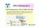 DNA Polymerase (DNA 중합효소) 20페이지