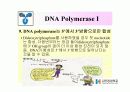 DNA Polymerase (DNA 중합효소) 21페이지