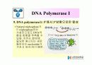 DNA Polymerase (DNA 중합효소) 22페이지