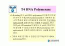 DNA Polymerase (DNA 중합효소) 25페이지