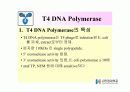 DNA Polymerase (DNA 중합효소) 26페이지