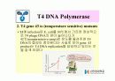 DNA Polymerase (DNA 중합효소) 27페이지