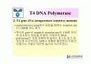 DNA Polymerase (DNA 중합효소) 28페이지