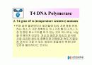 DNA Polymerase (DNA 중합효소) 29페이지