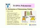 DNA Polymerase (DNA 중합효소) 30페이지