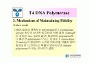 DNA Polymerase (DNA 중합효소) 31페이지