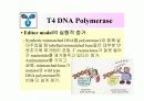 DNA Polymerase (DNA 중합효소) 32페이지