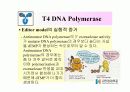 DNA Polymerase (DNA 중합효소) 33페이지