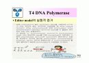 DNA Polymerase (DNA 중합효소) 34페이지
