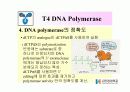 DNA Polymerase (DNA 중합효소) 35페이지