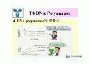 DNA Polymerase (DNA 중합효소) 36페이지