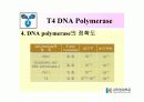 DNA Polymerase (DNA 중합효소) 37페이지