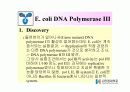 DNA Polymerase (DNA 중합효소) 38페이지