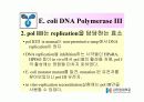 DNA Polymerase (DNA 중합효소) 39페이지