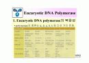 DNA Polymerase (DNA 중합효소) 46페이지