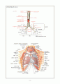 호흡기의 구조와 기능, 간호시 사용되는 용어 3페이지