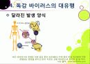 [신종인플루엔자]신종 인플루엔자(돼지독감)와 전염병의 이해, 지구 대유행병(팬데믹)으로 번지고 있는 신종플루의 심각성과 대책 27페이지