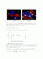 물리화학실험_5주_컨쥬게이션 염료의 흡수 스펙트럼 4페이지