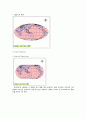 지도 투영의 종류(map projection) 9페이지