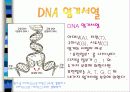 생명공학의 정의와 분야에 대한 설명과 게놈프로젝트 11페이지