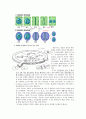 세포막의 투과성 7페이지