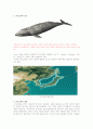 국내 고래 조사 레포트 3페이지