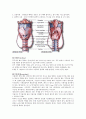 호흡기계 해부학적 구조와 기능 4페이지