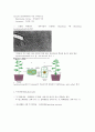 세균 (박테리아) - 광합성 세균류,질소고정 박테리아,무기영양세균(Lithotrophs),메탄 산화 박테리아,Methanogens 등 7페이지