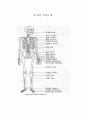 골격계와 근육계의 이해 (뼈의 생리적인작용, 뼈의기본적인구조, 뼈의발생과성장, 골격근의 구조와 기능, 골격근의 명칭, 전신의 근육, 관절의 종류와 역할) 17페이지