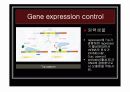 [나노]The control of gene expression (유전자 발현 조절) 에 관한 발표보고 5페이지