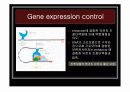 [나노]The control of gene expression (유전자 발현 조절) 에 관한 발표보고 7페이지